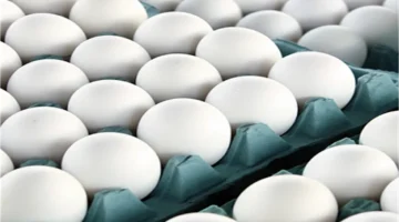 تغييرات سعر كرتونة البيض السبت 10 يناير 2026 بورصة الدواجن والمحلات